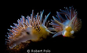 Cold Water Nudibranch #2 by Robert Polo 